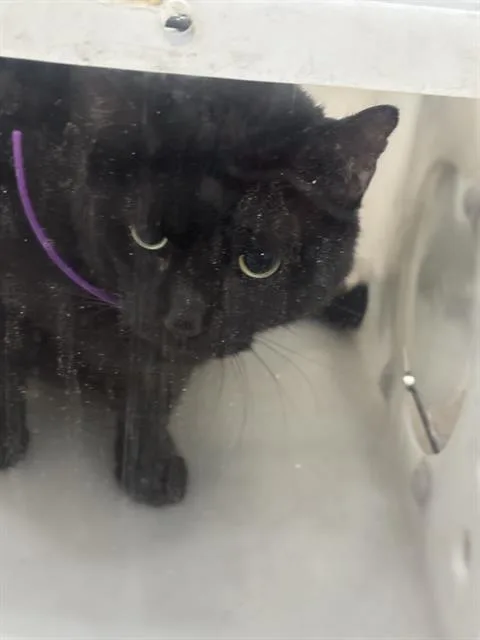 An adult medium-sized female Domestic Short Hair cat named Vuudoo for adoption in Dallas, TX