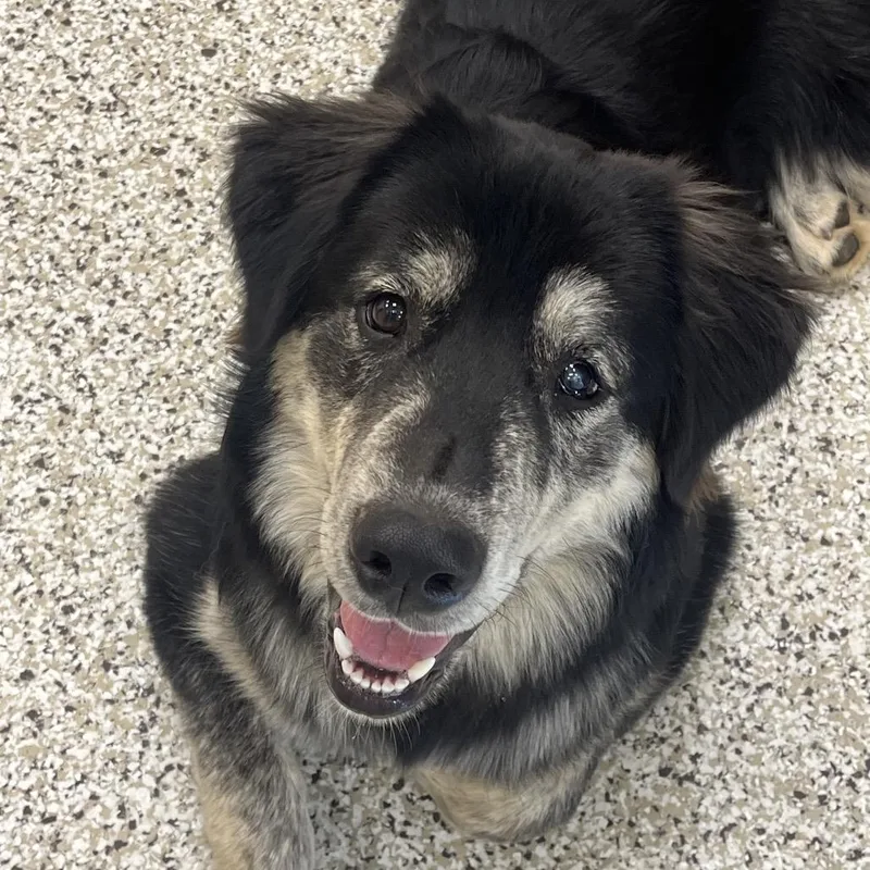 An adult large-sized male Husky dog named Gus for adoption in Madisonville, TN