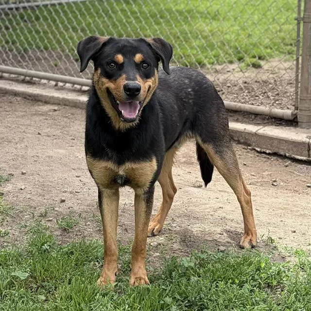 A young large-sized male Rottweiler dog named Bo for adoption in Modesto, CA