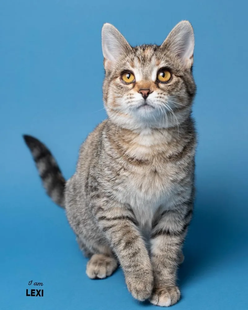 A baby small-sized female Domestic Short Hair cat named Lexi for adoption in Boone, IA