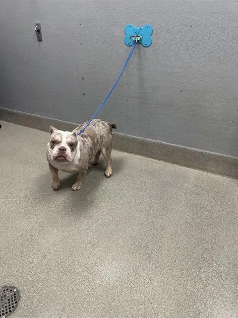 An adult medium-sized female Pit Bull Terrier dog named Mamas for adoption in Las Vegas, NV