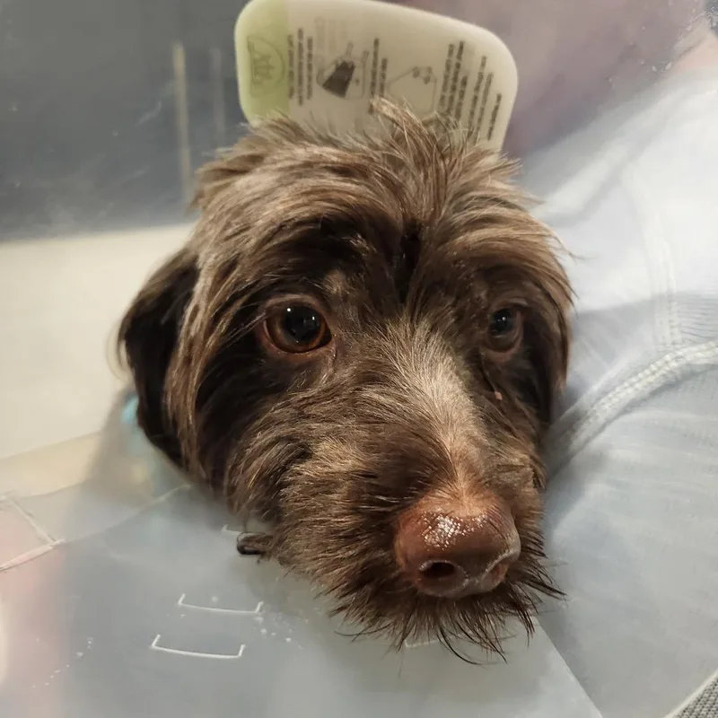An adult small-sized male Mixed Breed dog named Bennie for adoption in Bismarck, ND