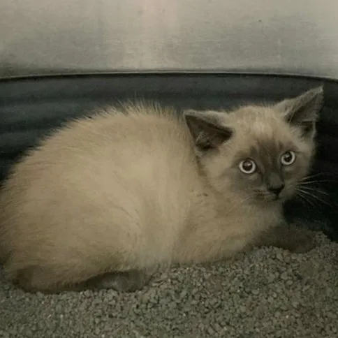 A baby medium-sized male Siamese cat named Asher for adoption in Saint Marys, WV