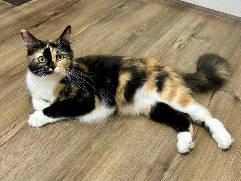 A young medium-sized female Calico cat named Mei for adoption in Decatur, IL