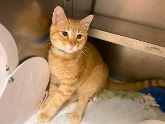 A baby small-sized male Domestic Short Hair cat named Napoleon Dynamite for adoption in Fort Wayne, IN