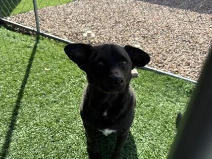 An adult medium-sized male Black Labrador Retriever dog named Ozzy for adoption in El Paso, TX