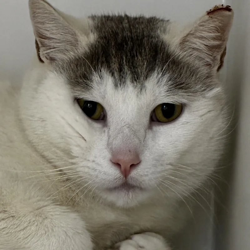 An adult medium-sized male Gray & White Domestic Short Hair cat named Peter for adoption in Fall River, MA