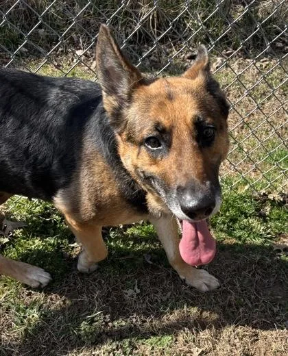 An adult large-sized female German Shepherd Dog dog named Rosie for adoption in Cumming, GA