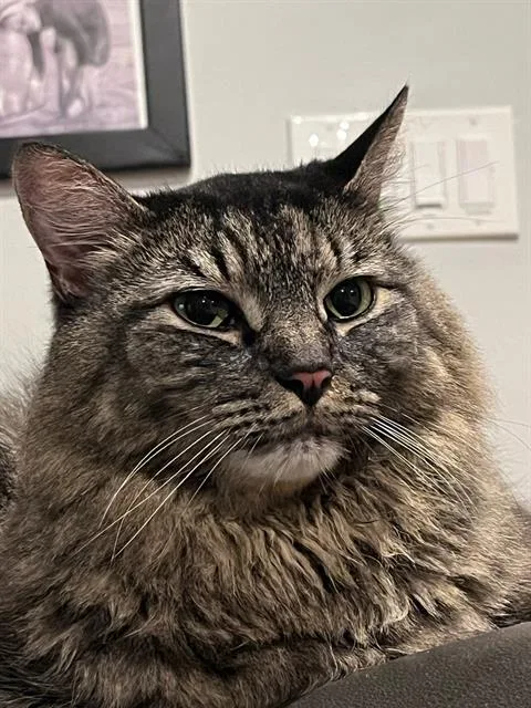 A senior medium-sized male Domestic Long Hair cat named Sergeant for adoption in Methuen, MA