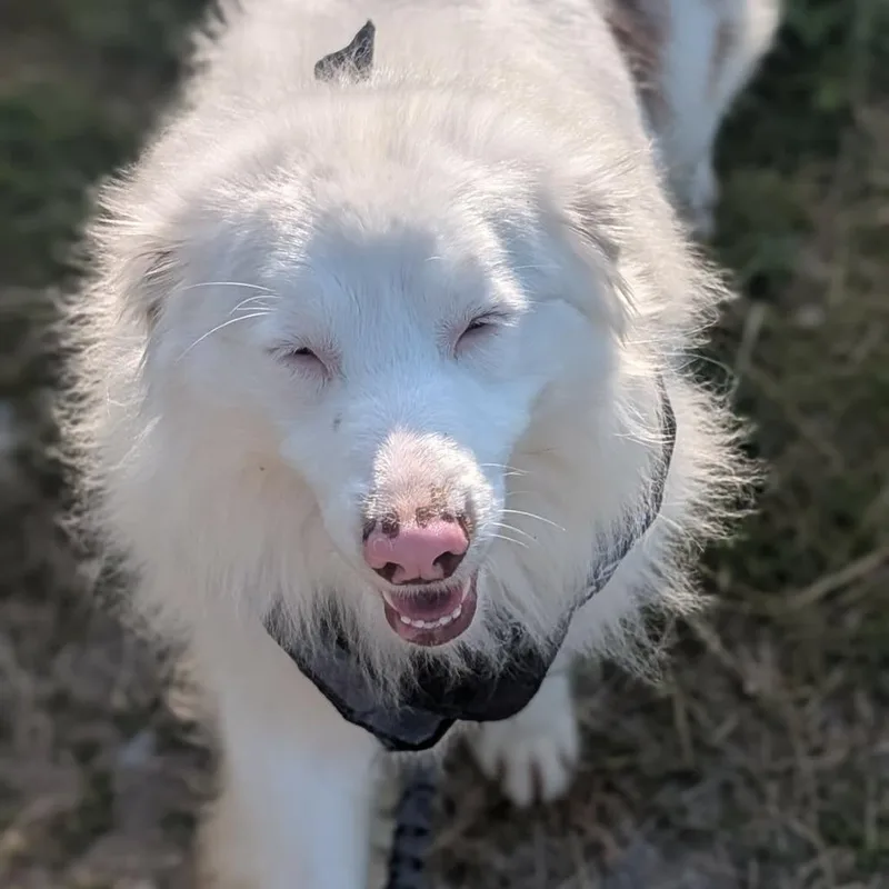 A young large-sized male White / Cream Australian Shepherd dog named Lemon for adoption in Melbourne, KY