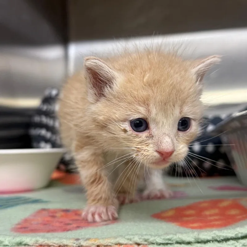 A baby small-sized female Orange / Red Domestic Short Hair cat named Yolk for adoption in Pauls Valley, OK