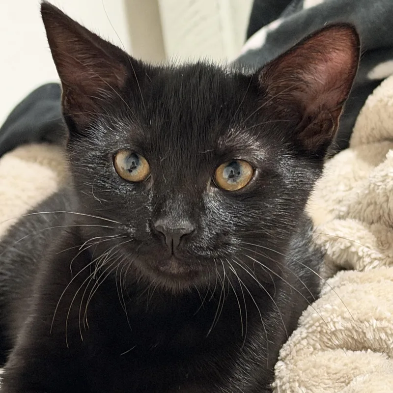 A baby small-sized female Black Domestic Short Hair cat named Pepper for adoption in Liverpool, TX