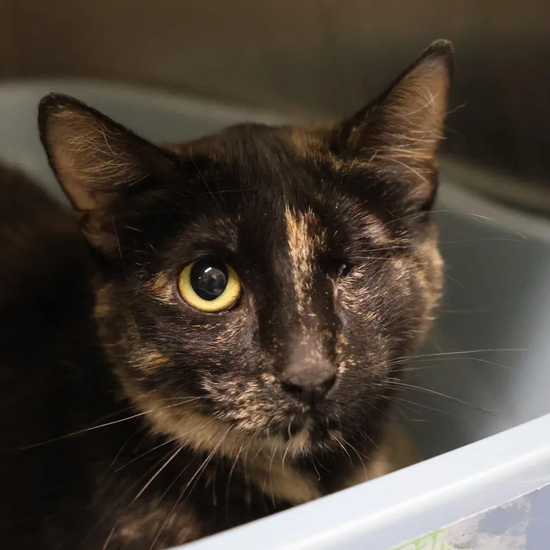 A young large-sized female Tortoiseshell Domestic Short Hair cat named Georgette for adoption in Briarcliff Manor, NY