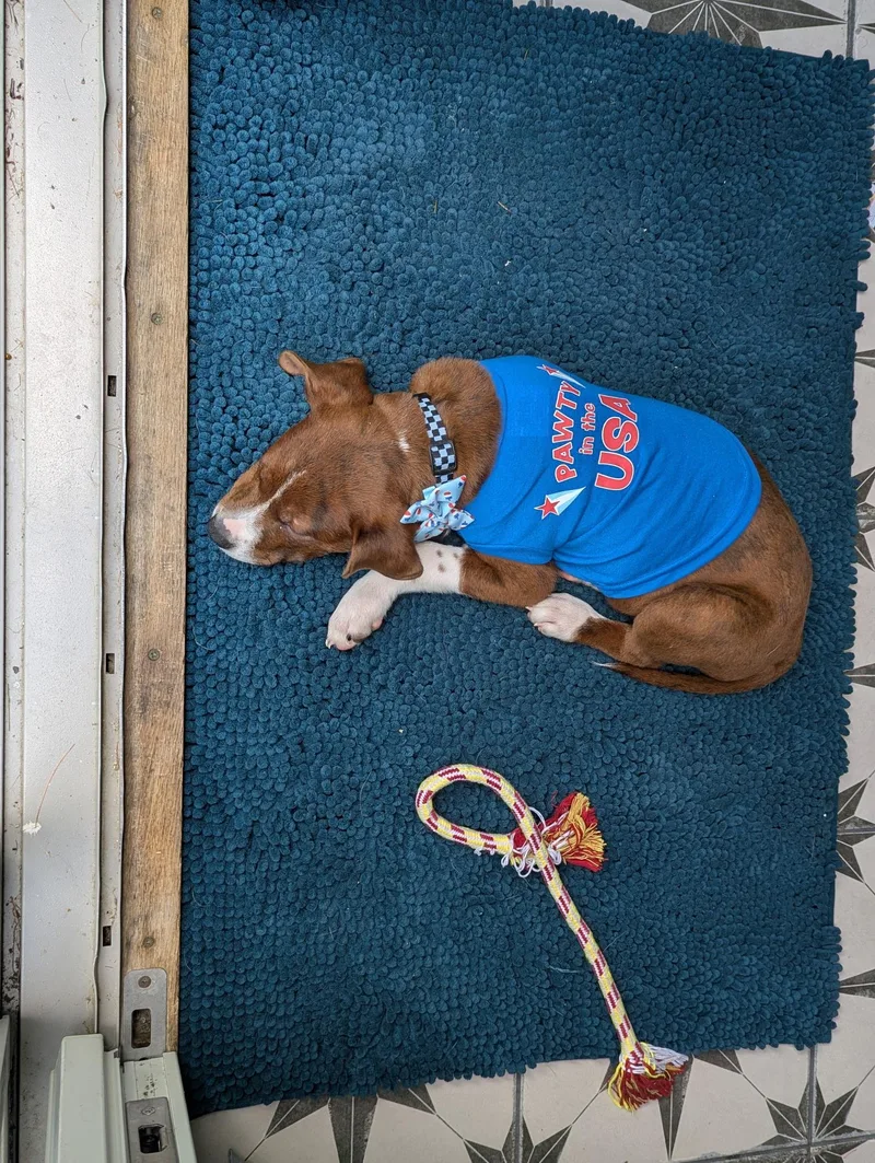 A baby small-sized male Terrier dog named Samuel for adoption in Portland, ME