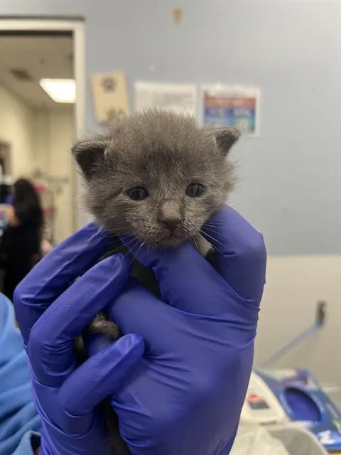 A baby medium-sized male Domestic Short Hair cat named Gusher for adoption in Dallas, TX