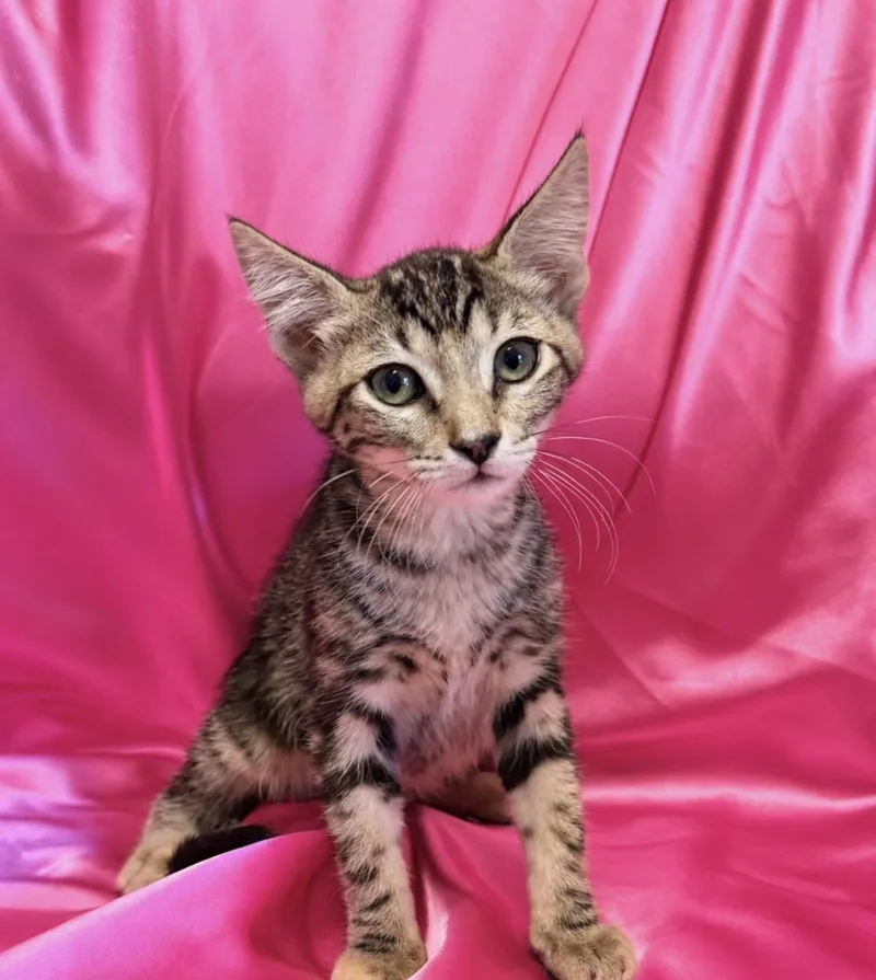 A baby medium-sized male Domestic Short Hair cat named Jill for adoption in Rowland Heights, CA
