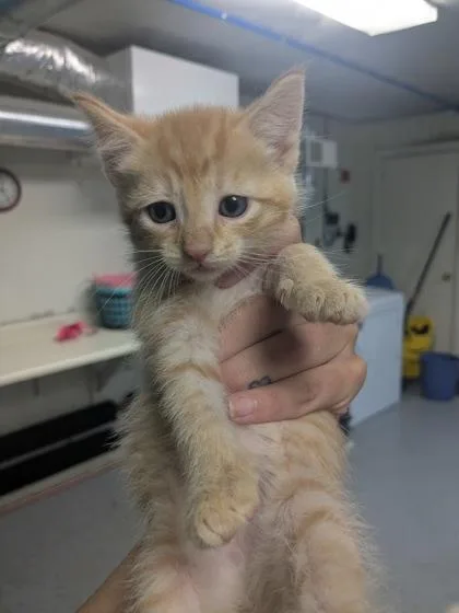A baby small-sized female Domestic Short Hair cat named Squeegee for adoption in Lock Haven, PA