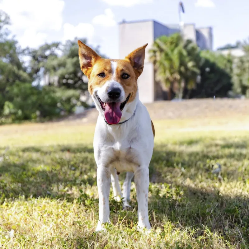 An adult medium-sized female Australian Cattle Dog / Blue Heeler dog named Buttercup for adoption in Southport, CT