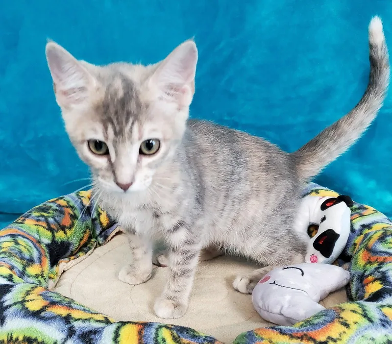 A baby medium-sized female Domestic Short Hair cat named Moxie for adoption in Greenville, IL