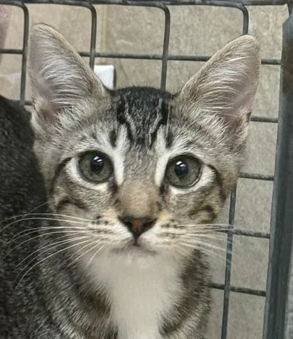 A baby small-sized female Domestic Short Hair cat named Fox for adoption in Honolulu, HI