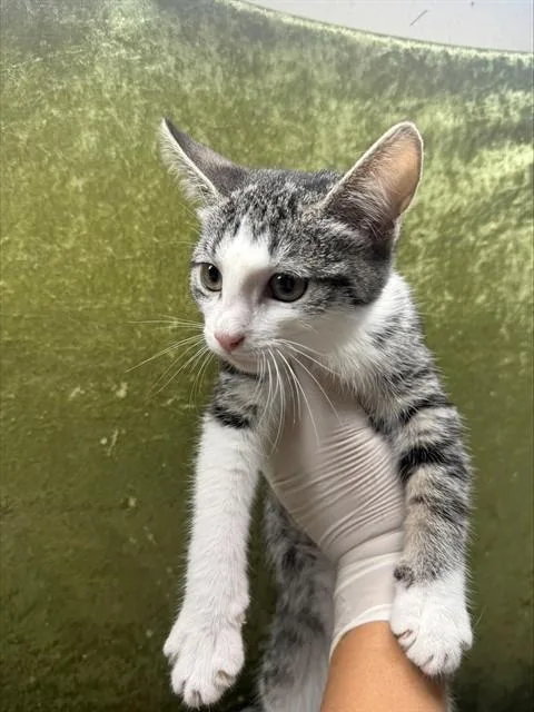 A baby small-sized female Domestic Short Hair cat named Iggy for adoption in Riverside, CA
