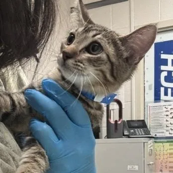 A baby small-sized female Brown / Chocolate Domestic Short Hair cat named Teena for adoption in Murray, UT