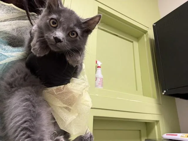 A baby small-sized female Domestic Long Hair cat named Gillian for adoption in Pueblo, CO