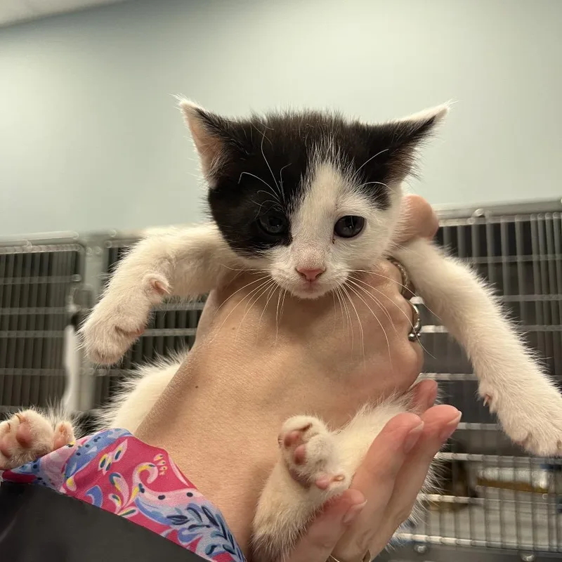 A baby small-sized female Black Domestic Short Hair cat named Cruella De Vil for adoption in Greensboro, NC