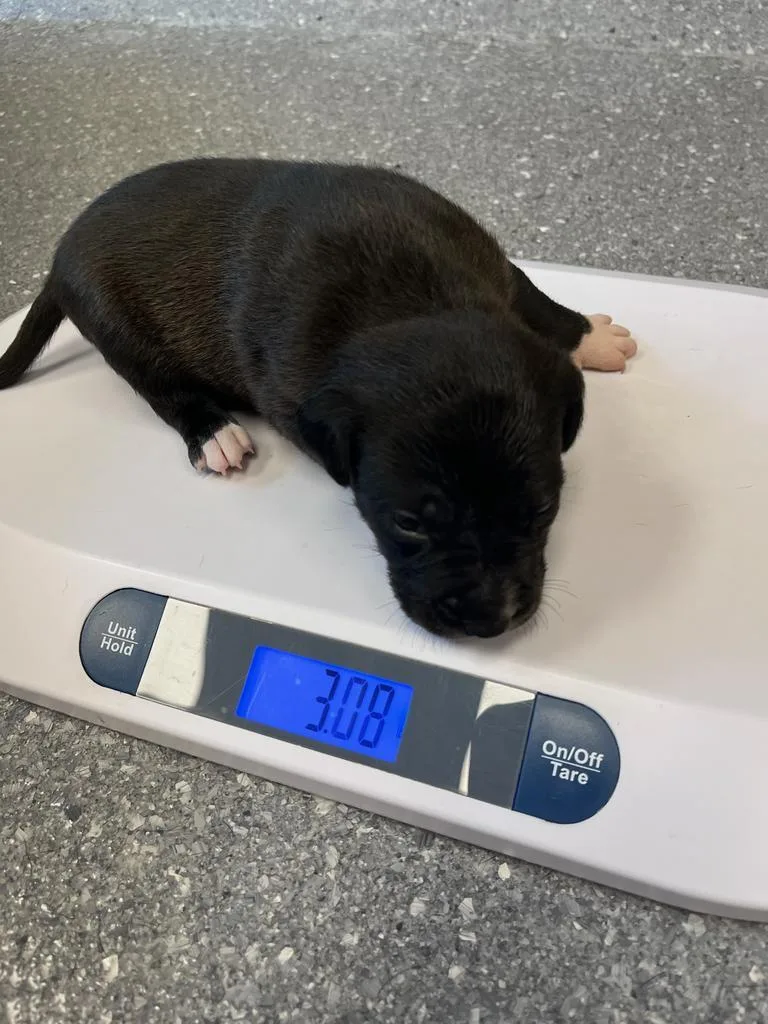 A baby small-sized male Pit Bull Terrier dog named Kevin for adoption in Greenfield, IN