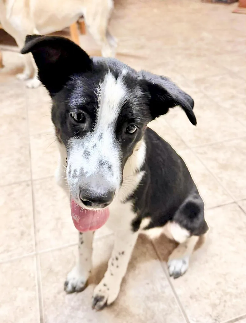 A baby medium-sized female White / Cream Border Collie dog named Sheep for adoption in Austin, TX
