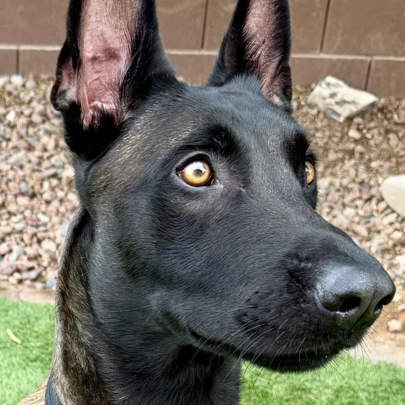 A young large-sized male Black Belgian Shepherd / Malinois dog named Berserk for adoption in Las Vegas, NV