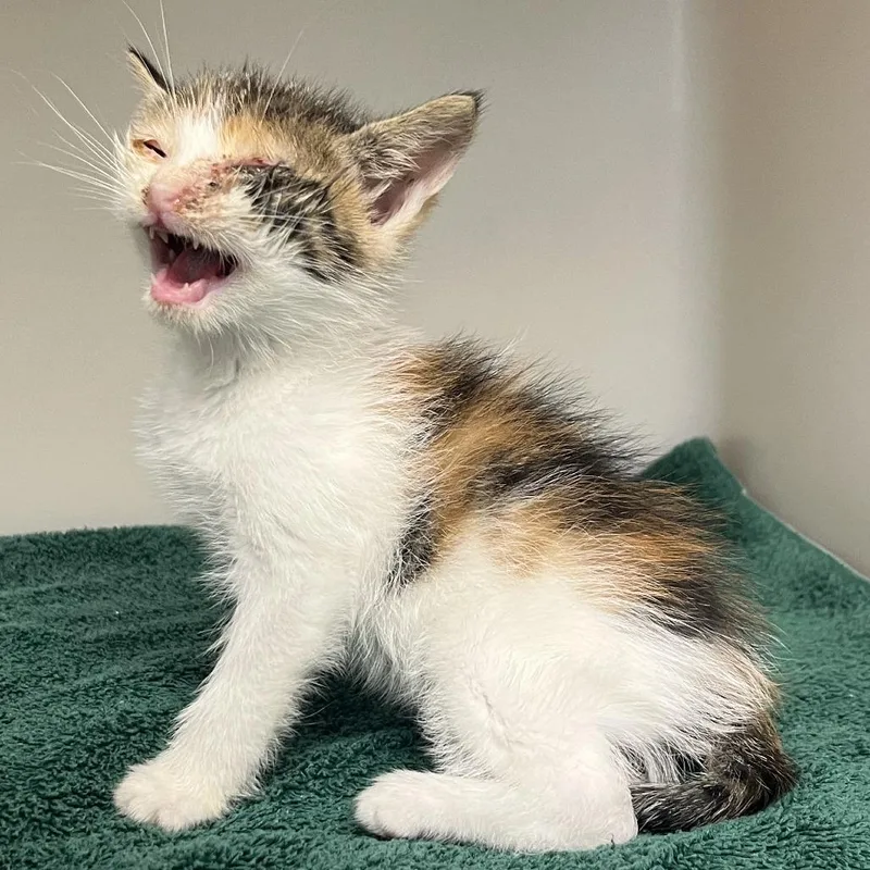 A baby small-sized female Calico Domestic Short Hair cat named 71305 for adoption in Harrisonburg, VA