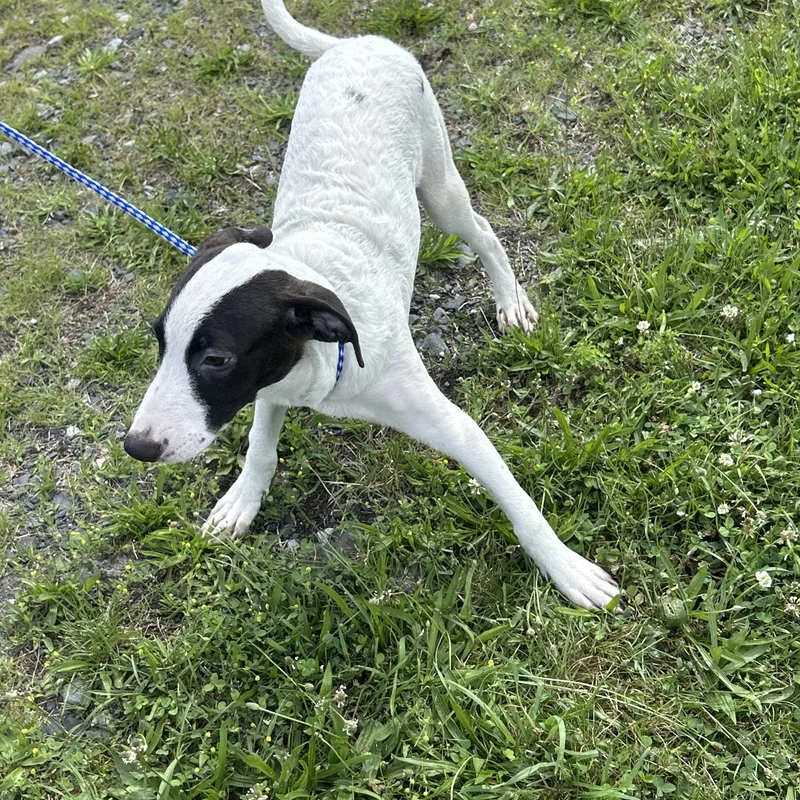 A baby medium-sized male White / Cream Labrador Retriever dog named BOBBY MOO MOO In for adoption in New York, NY