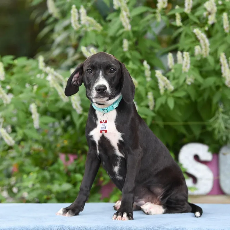 A baby small-sized female Black Retriever dog named Murrelet for adoption in Wake Forest, NC