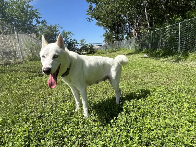 An adult medium-sized female White / Cream Husky dog named Nikita for adoption in Cibolo, TX