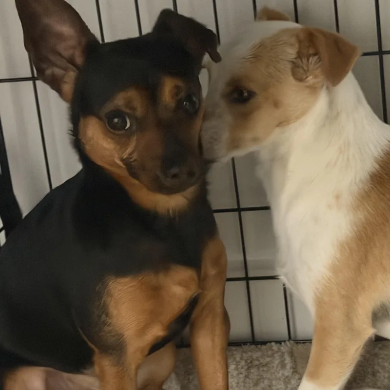 A young small-sized male Black Miniature Pinscher dog named Mr. Sugar Nut Mello for adoption in Ridgefield, WA