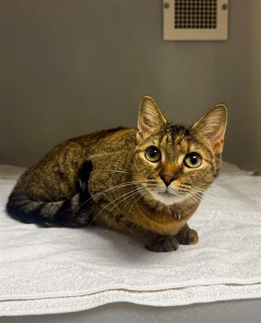 A young small-sized female Domestic Short Hair cat named Delia for adoption in Statesville, NC