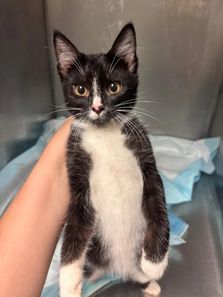 A baby medium-sized female Domestic Short Hair cat named Shadow for adoption in Morgantown, KY