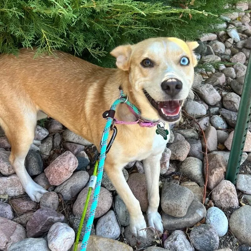 An adult medium-sized female Merle (Red) Australian Cattle Dog / Blue Heeler dog named Figgie for adoption in Fort Collins, CO