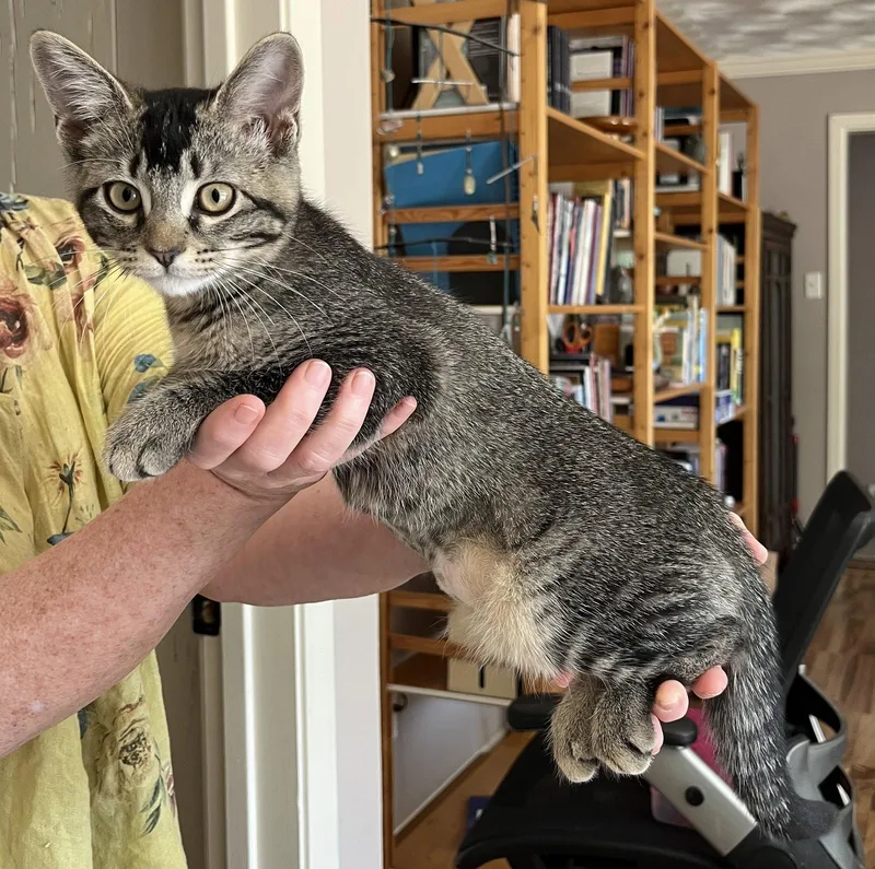A young medium-sized female Domestic Short Hair cat named Nandina for adoption in McKinney, TX