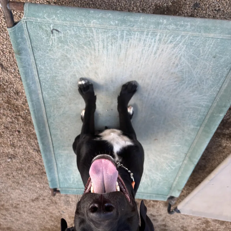 A young medium-sized male Black Labrador Retriever dog named Woody for adoption in Phoenix, AZ
