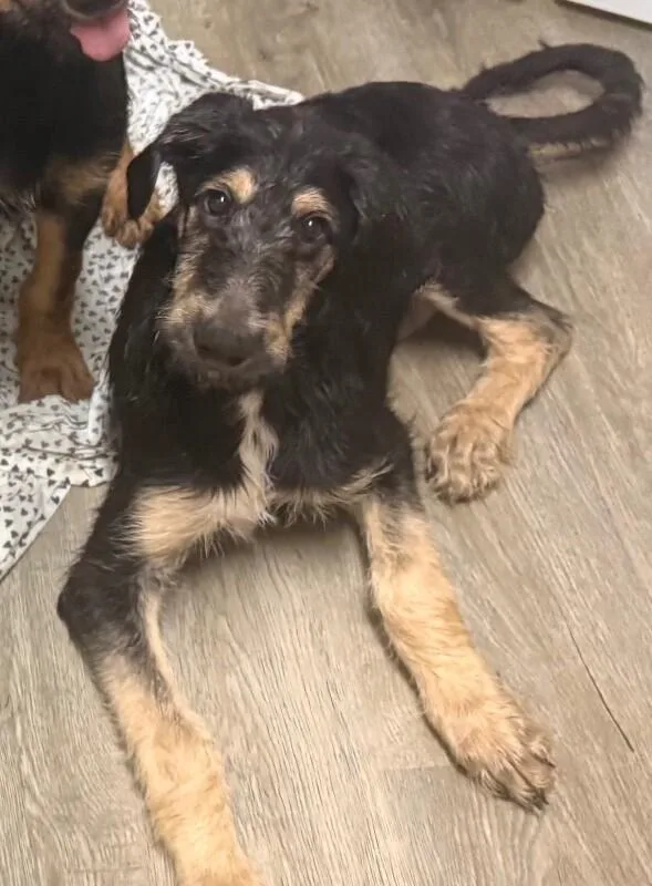 A baby large-sized male Black Terrier dog named Samwise for adoption in Van Nuys, CA