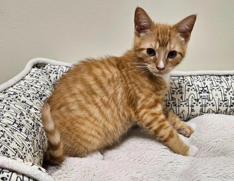 A baby small-sized male Domestic Short Hair cat named Foghorn for adoption in Fremont, OH