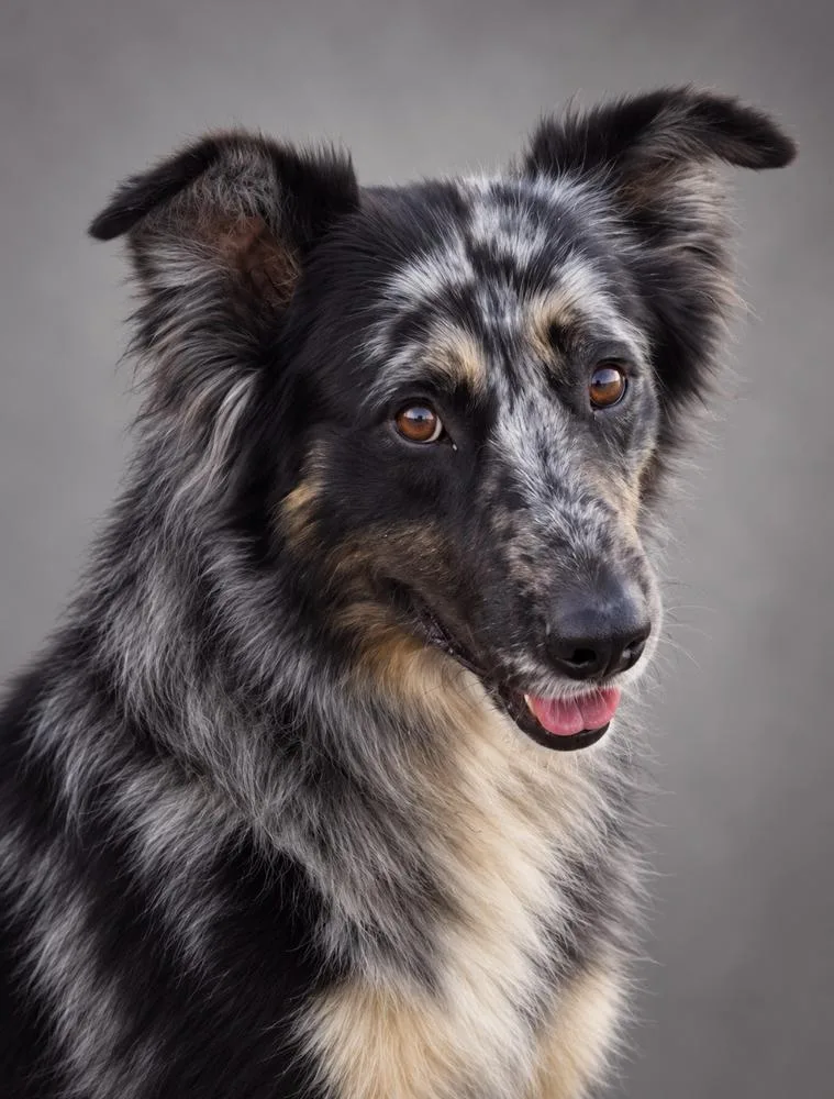 A young large-sized male Gray / Blue / Silver Australian Shepherd dog named Rango for adoption in Mountainair, NM