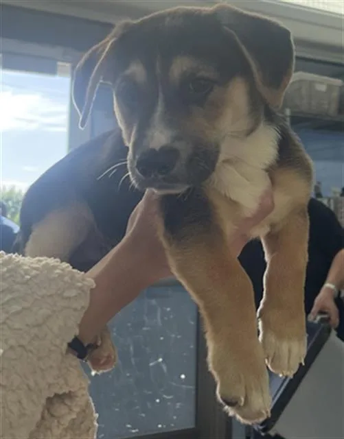 A baby large-sized male Mixed Breed dog named Prince for adoption in Dallas, TX