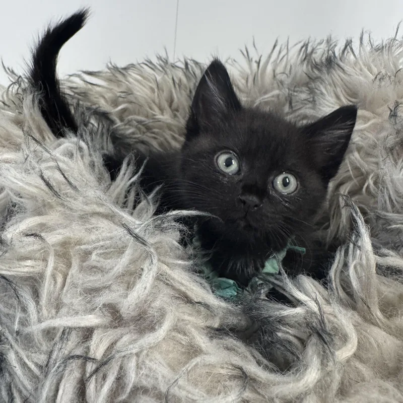 A baby medium-sized male Black Domestic Short Hair cat named Amazing Brody for adoption in Burlington, NC