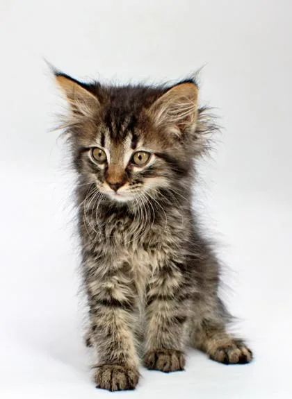 A baby small-sized female Domestic Medium Hair cat named Indigo for adoption in Morton Grove, IL