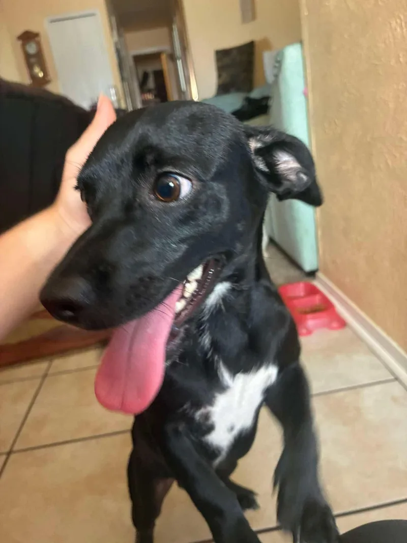 A baby small-sized male Dachshund dog named Jake for adoption in Garland, TX