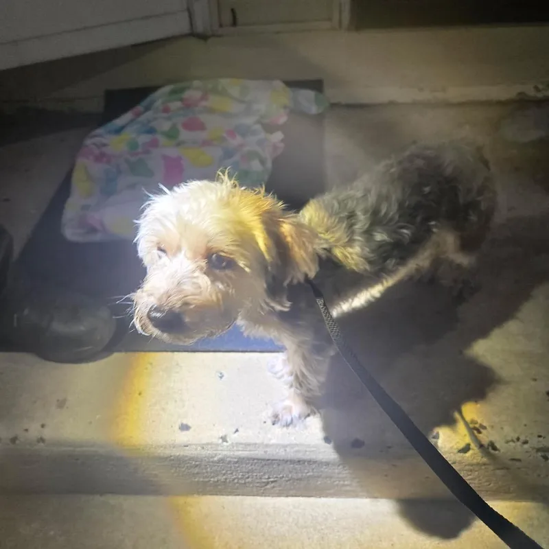 An adult small-sized male Yellow / Tan / Blond / Fawn Yorkshire Terrier dog named Sincere for adoption in Philadelphia, PA