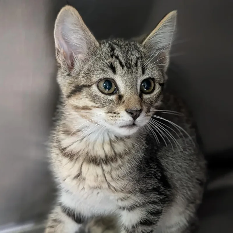 A baby medium-sized male Tabby (Buff / Tan / Fawn) Domestic Short Hair cat named Mattel for adoption in Cape Girardeau, MO